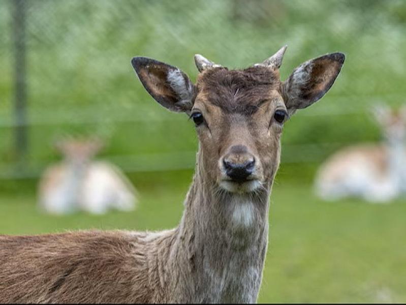 Herstellen en uitbreiden Hertenkamp 's Heerenhoek