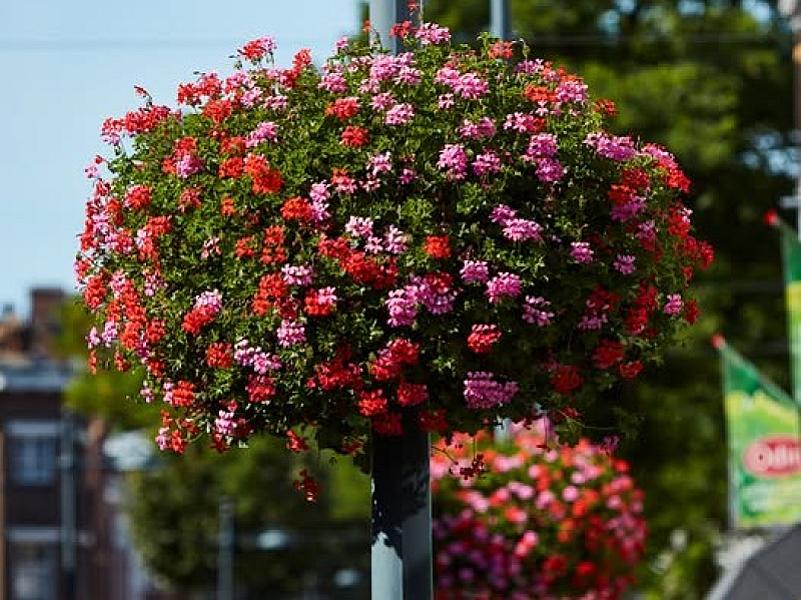 Fleurige Kerkring 's-Heer Abtskerke